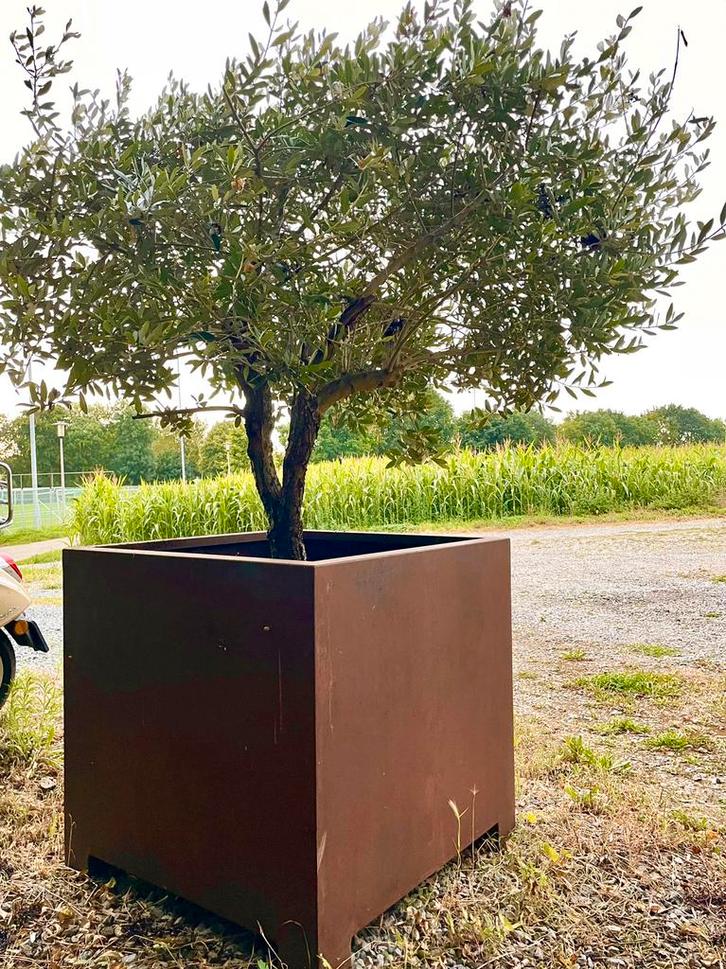 Cortenstaal plantenbak te koop ( zonder olijfboom), Tuin en Terras, Bloembakken en Plantenbakken, Gebruikt, Tuin, 60 cm of meer