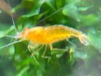 yellow king kong oe, Kreeft, Krab of Garnaal, Zoetwatervis, Schoolvis