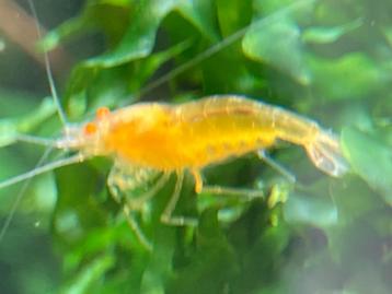 vache King Kong jaune, Homard, Crabe ou Crevette, Poisson d'eau douce, Banc de poissons