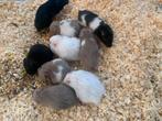 Verschillende langharige goudhamster Syrische hamster, Plusieurs animaux, Hamster, Domestique