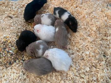 Verschillende langharige goudhamster Syrische hamster  disponible aux enchères