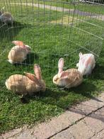 Jonge Duitse reuzen, Groot, 0 tot 2 jaar