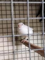 Rec. witte kanaries, Dieren en Toebehoren, Vogels | Kanaries