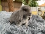 Nederlands hangoordwerg blauwe voedstertjes, Dieren en Toebehoren, Konijnen, Vrouwelijk, Dwerg, Hangoor