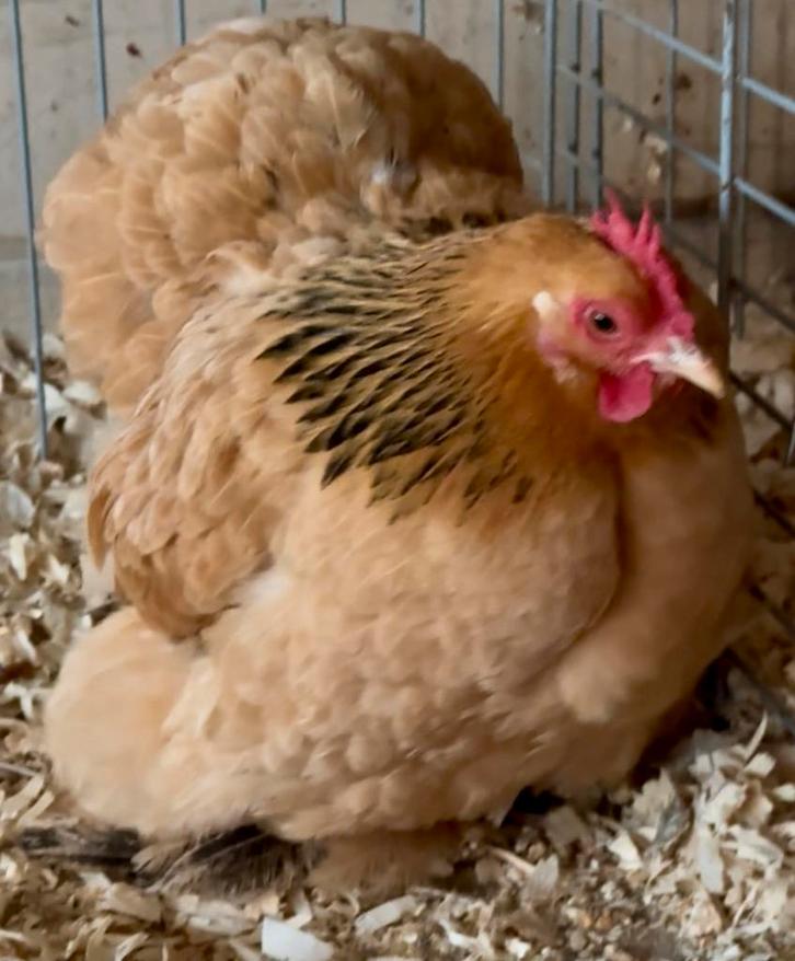 Koppel cochinkrielen, Dieren en Toebehoren, Pluimvee