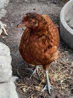 2 hennetjes, Dieren en Toebehoren