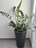 Grote onderhoudsvriendelijke kamerplant, inclusief pot, Huis en Inrichting, Ophalen, Vetplant, In pot, Minder dan 100 cm
