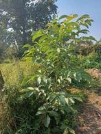 Notebomen 2,a 3 m, Ophalen of Verzenden