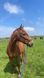 Lieve ruin, weidemaatje of stapritten, Dieren en Toebehoren, Ruin, 160 tot 165 cm, Recreatiepaard, 11 jaar of ouder