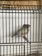 Koppeltje jonge zwartwang masker zebravinken, Dieren en Toebehoren, Vogels | Overige Vogels, Meerdere dieren, Tropenvogel, Geringd