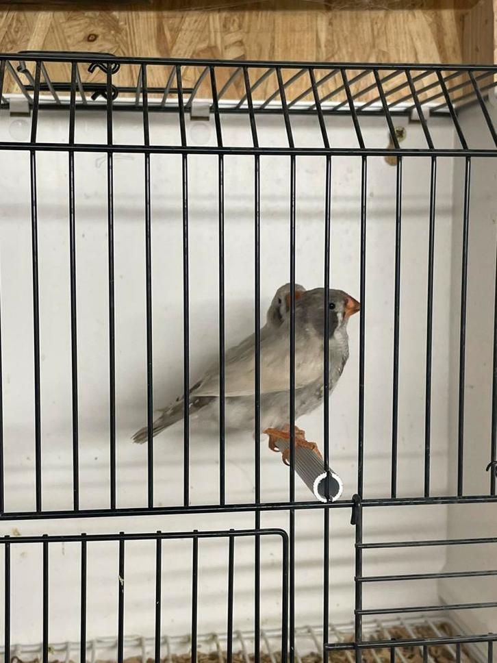 Koppeltje jonge zwartwang masker zebravinken, Dieren en Toebehoren, Vogels | Overige Vogels, Tropenvogel, Meerdere dieren, Geringd