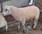 Schaap, boklam, kruising swifter/charollais, Dieren en Toebehoren, Schapen, Geiten en Varkens