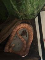 Korenslang 0.1 bewezen kweekvrouw missing black, Dieren en Toebehoren, Slang, Met terrarium, 3 tot 6 jaar