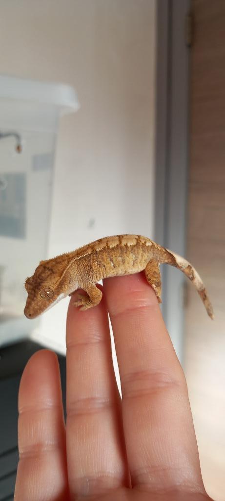 0.0.1 (Rode) Extreme Harlequin wimpergekko baby, Dieren en Toebehoren, Reptielen en Amfibieën, Hagedis, 0 tot 2 jaar, Met terrarium