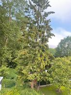 Dennenhout om te geven, Tuin en Terras, Brandhout, Ophalen, Takken