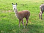 Mooie alpaca veulentjes, Dieren en Toebehoren, April