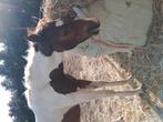 Apha merrie veulen, Dieren en Toebehoren, Paarden, Merrie, Minder dan 160 cm, 0 tot 2 jaar, Westernpaard