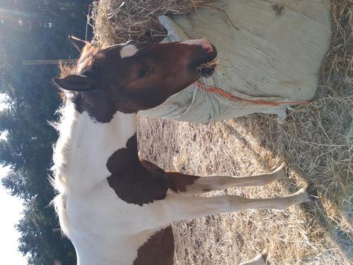Apha merrie veulen, Dieren en Toebehoren, Paarden, Merrie, Onbeleerd, Minder dan 160 cm, 0 tot 2 jaar, Westernpaard, Met stamboom