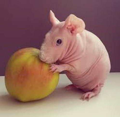 naakte cavia/skinny cavia  M+V 3-4 WEKEN, Dieren en Toebehoren, Knaagdieren, Meerdere dieren, Cavia, Juli, Tam