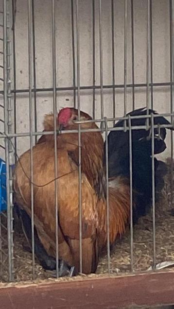 Antwerpse baardkriel  beschikbaar voor biedingen
