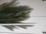 Pampas pluimen voor in vaas, Ophalen