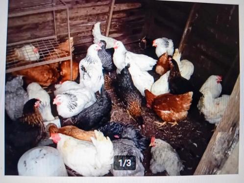 Legkippen Brakel, Dieren en Toebehoren, Pluimvee