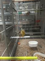 Gezocht gloster kanarie ., Dieren en Toebehoren