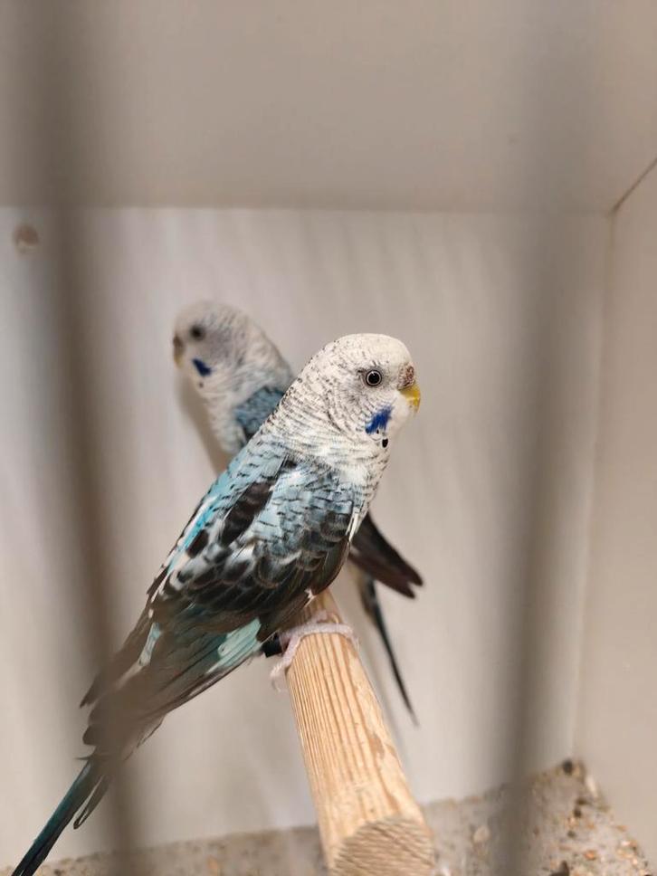 Blackwing graspakieten poppen, Dieren en Toebehoren, Vogels | Parkieten en Papegaaien, Parkiet, Vrouwelijk, Geringd