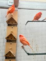 Rod kanaries te koop, Dieren en Toebehoren