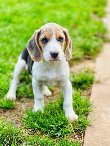 Chiots Beagle belges à vendre 