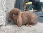 Jong minilopje (havana), Dieren en Toebehoren, Konijnen