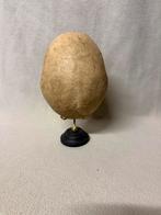 Schedel cap / skull, Verzamelen, Ophalen of Verzenden, Zo goed als nieuw