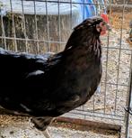 Mooi haantje 4 maanden oud, Dieren en Toebehoren, Pluimvee, Mannelijk, Kip