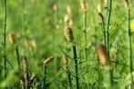 Equisetum Japonicum met speciale actie, Tuin en Terras, Ophalen, Halfschaduw