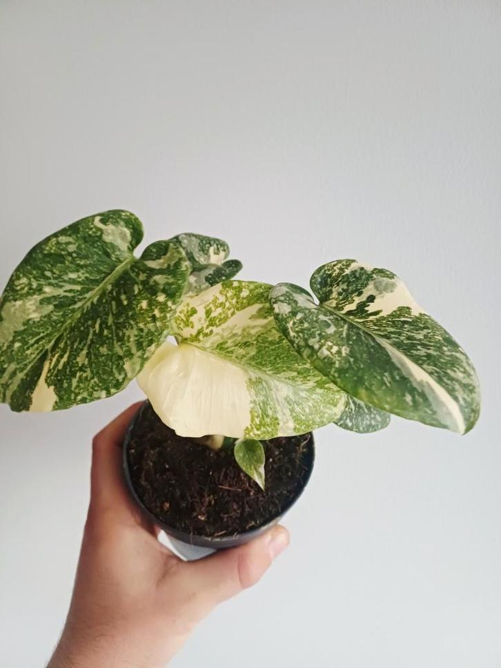 Monstera Green Snow, Maison & Meubles, Plantes d'intérieur, Enlèvement ou Envoi
