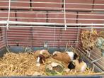 jonge cavia's, Cobaye