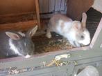 Dwergkonijnen, Dieren en Toebehoren, Konijnen, Meerdere dieren, Dwerg