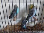 Grasparkieten jongen  2025 à 5€, Dieren en Toebehoren, Vogels | Parkieten en Papegaaien
