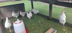 Poule de bresse haantjes