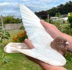 Koppel kleurpostduiven, Dieren en Toebehoren, Vogels | Duiven, Meerdere dieren, Postduif