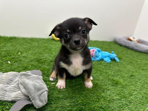 Chihuahua pups, Dieren en Toebehoren, Honden | Chihuahua's en Gezelschapshonden, Meerdere dieren, Chihuahua, Fokker | Professioneel