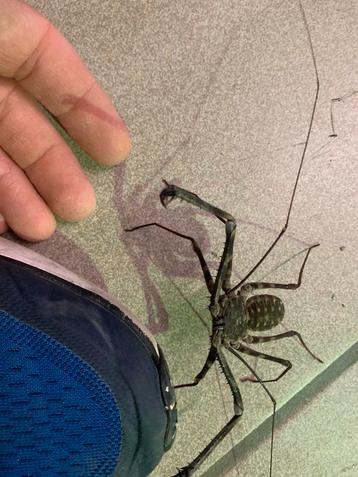 Araignée à fouet géante