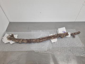 Enorme Edmontosaurus Rib 1,15m beschikbaar voor biedingen