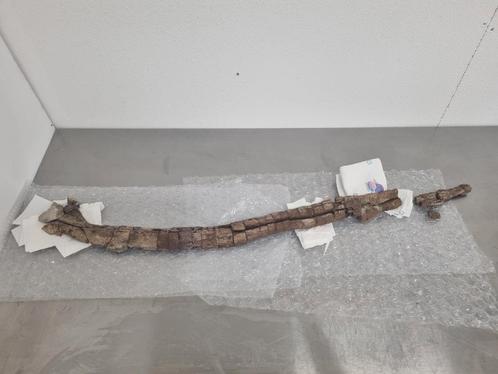 Enorme Edmontosaurus Rib 1,15m, Verzamelen, Mineralen en Fossielen, Fossiel, Ophalen