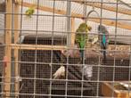 Vend lot de 12 perruches ondulé, Plusieurs animaux, Perruche