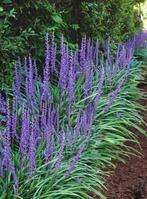 Liriope muscari "Big Blue", Ophalen, Halfschaduw