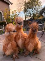 GRATIS prachtige zijdehoen, Dieren en Toebehoren, Mannelijk, Kip