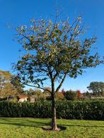 Kersenboom, Tuin en Terras, Planten | Bomen, Ophalen