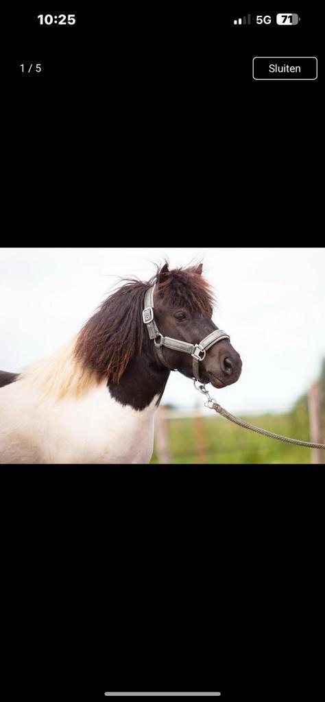 Pony te koop, Animaux & Accessoires, Chevaux & Poneys | Couvertures & Couvre-reins, Comme neuf, Enlèvement
