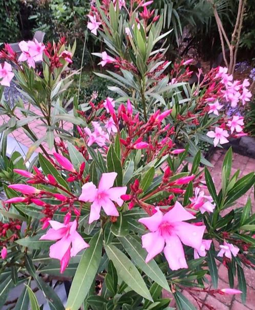 Winterharde roze oleanders, Tuin en Terras, Planten | Tuinplanten, Vaste plant, Overige soorten, Zomer, Ophalen